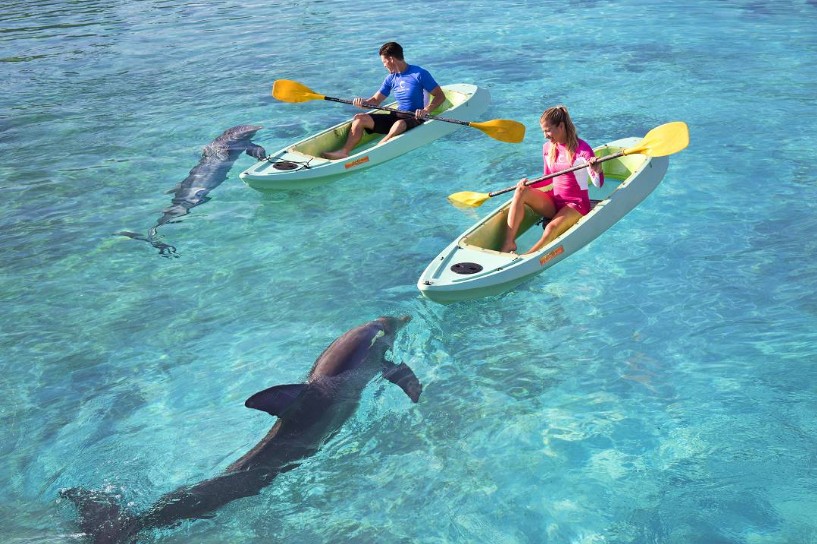 Dolphins with Kayaks
